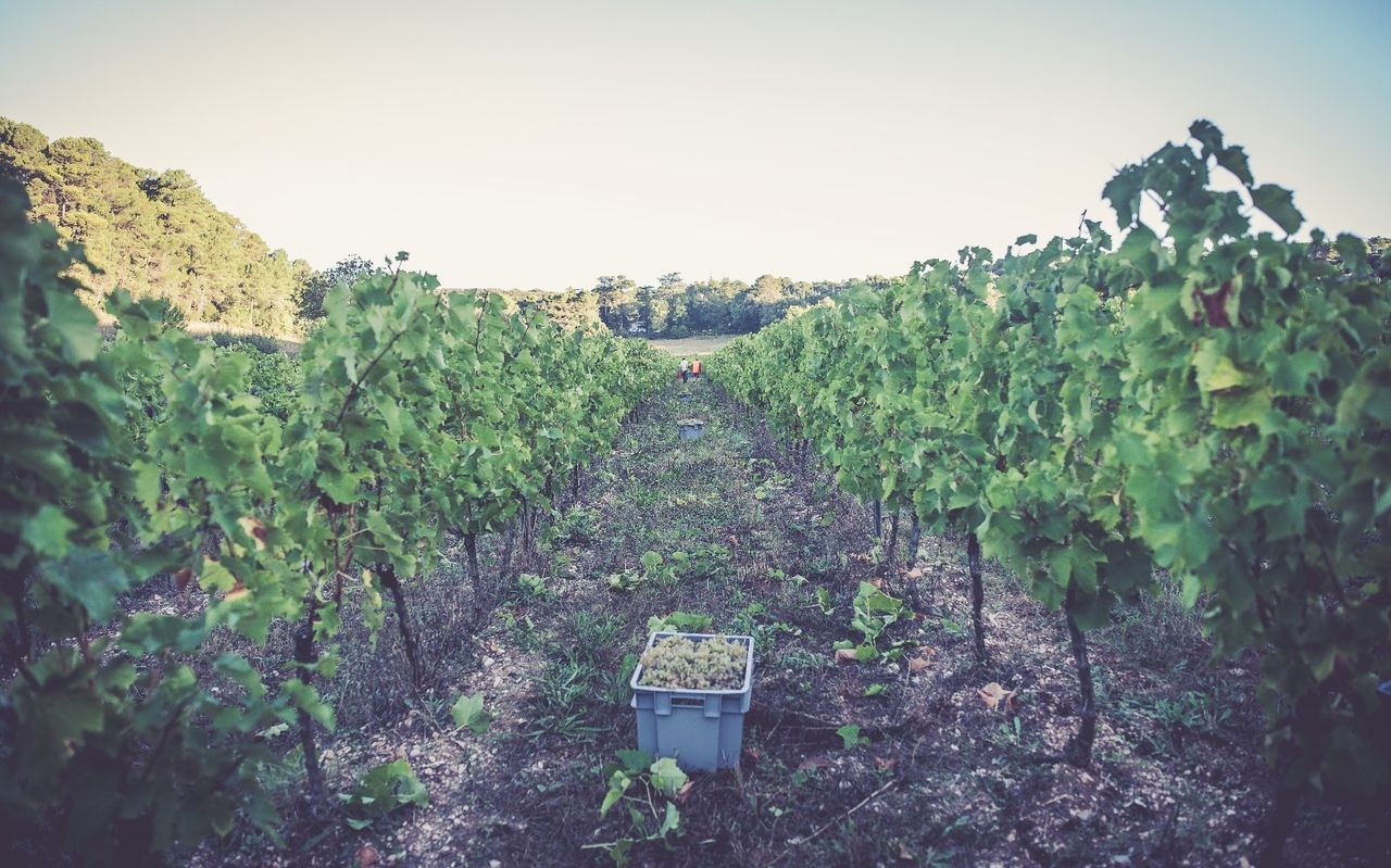 Rangs de vignes du Domaine Le Crouzet pendant les vendanges, avec une cagette de raisins blancs au premier plan.